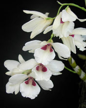 Load image into Gallery viewer, Dendrobium albosanguineum
