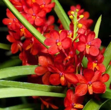 Cargar imagen en el visor de la galería, Ascocentrum curviflorum
