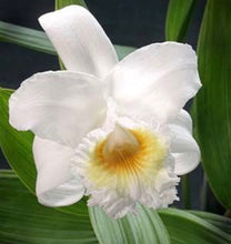 Load image into Gallery viewer, Sobralia virginaliis
