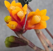 Load image into Gallery viewer, Dendrobium Jacquie Stocker
