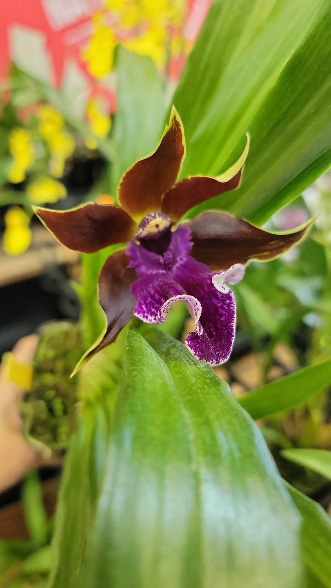 Zygopetalum Debbie De Mello