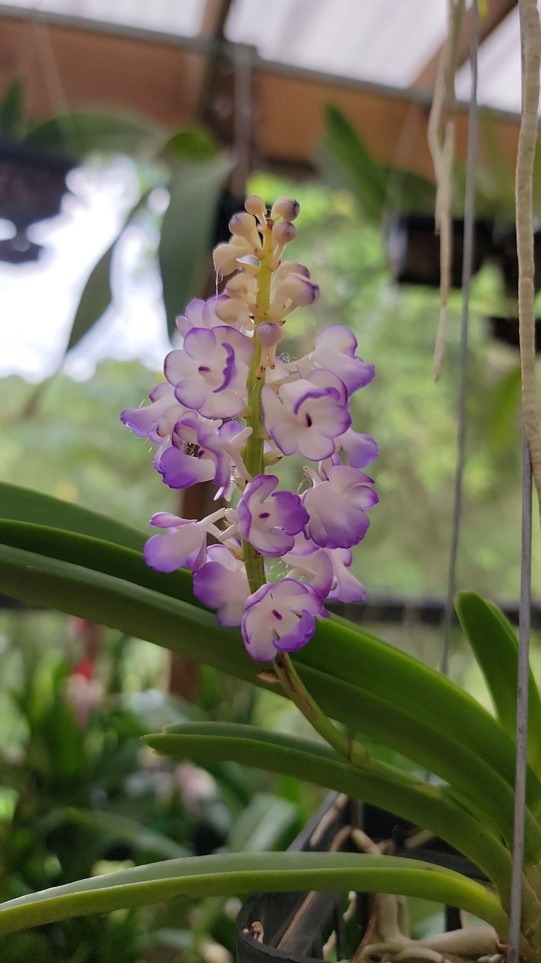 Rhynchostylis coelestis 'Blue'