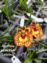 Load image into Gallery viewer, Tolumnia Jairak Flyer &#39;Ladybug&#39;
