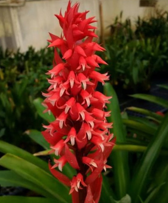 Stenorrynchos speciosum