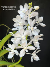 Load image into Gallery viewer, Vandachostylis Azure White

