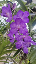 Load image into Gallery viewer, Vanda Jairak Saphire
