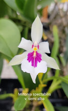 Load image into Gallery viewer, Miltonia spectabilis var semi-alba
