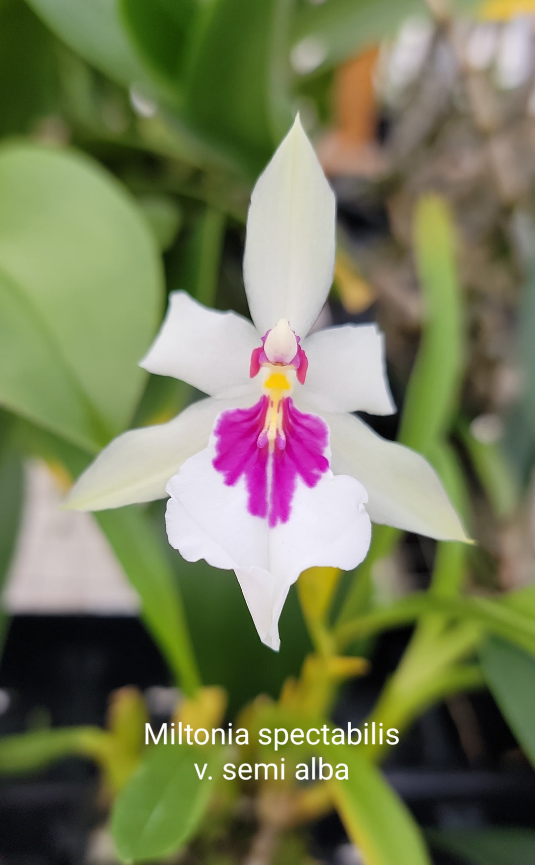 Miltonia spectabilis var semi-alba