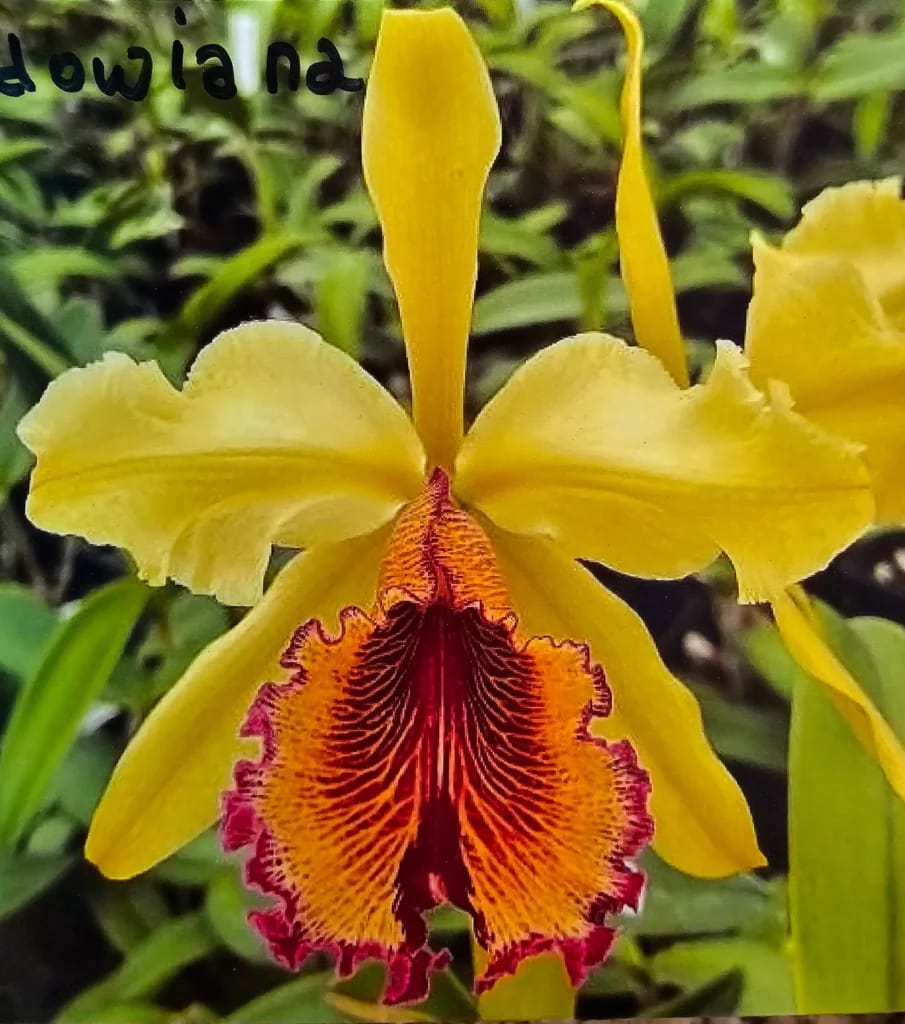 Cattleya dowiana v. aurea 'Hsinying' x self