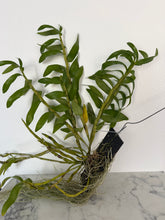Load image into Gallery viewer, Dendrobium Jairak Candy
