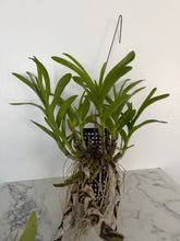 Load image into Gallery viewer, Dendrobium albosanguineum
