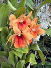 Load image into Gallery viewer, Dendrobium Sophia Ang
