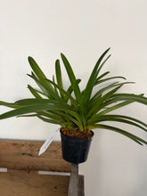 Load image into Gallery viewer, Paphiopedilum exul
