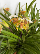 Load image into Gallery viewer, Paphiopedilum exul
