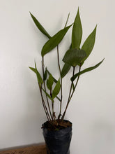 Load image into Gallery viewer, Sobralia virginaliis
