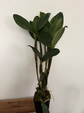 Load image into Gallery viewer, Dendrobium finisterrae
