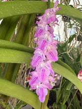 Cargar imagen en el visor de la galería, Aerides Hybridum
