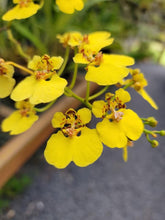 Cargar imagen en el visor de la galería, Oncidium ampliatum- turtle shell orchid
