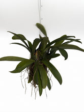 Cargar imagen en el visor de la galería, Oncidium ampliatum- turtle shell orchid

