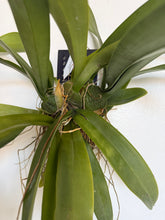 Cargar imagen en el visor de la galería, Oncidium ampliatum- turtle shell orchid
