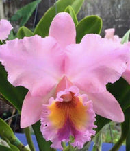 Cargar imagen en el visor de la galería, Cattleya Lovers Bundle Pack
