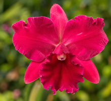 Cargar imagen en el visor de la galería, Cattleya Collector’s Quartet- Set of 4 adult orchids- not in bloom

