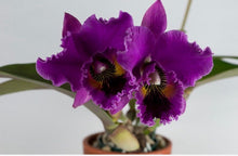 Cargar imagen en el visor de la galería, Cattleya Lovers Bundle Pack
