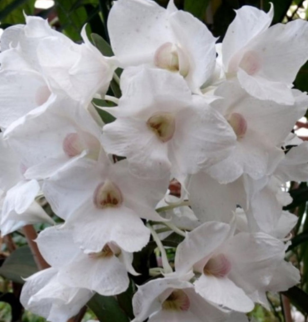 Dendrobium sanderae variedad mayor
