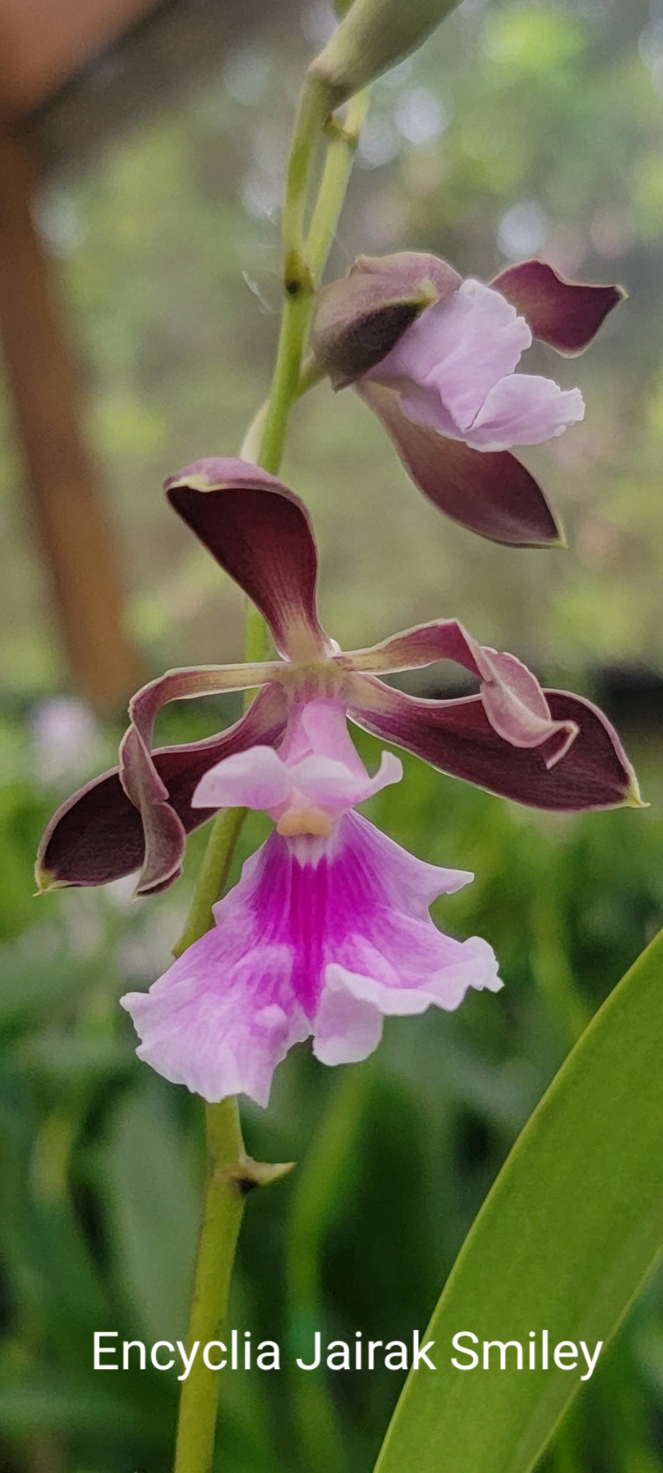 Encyclia Jairak Smiley