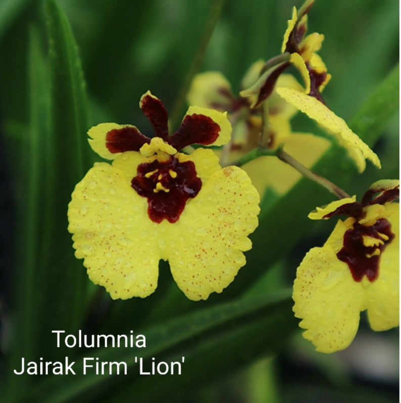 Tolumnia Jairak Firma 'León'