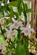 Load image into Gallery viewer, Dendrobium Jairak Candy

