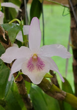 Load image into Gallery viewer, Dendrobium Jairak Candy
