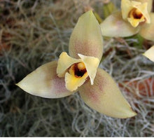 Load image into Gallery viewer, Lycaste cruenta x virginalis
