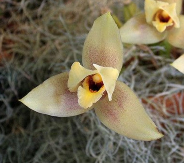 Lycaste cruenta x virginalis