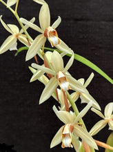 Cargar imagen en el visor de la galería, Coelogyne trinervis
