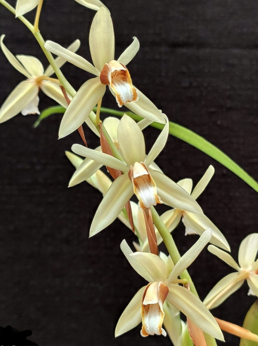 Coelogyne trinervis