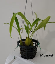 Cargar imagen en el visor de la galería, Coelogyne trinervis
