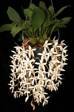 Cargar imagen en el visor de la galería, Coelogyne kaliana
