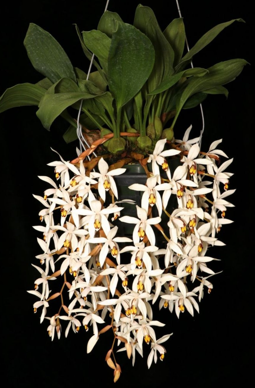 Coelogyne kaliana