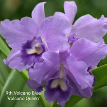 Load image into Gallery viewer, Rth.Volcano Blue &#39;Volcano Queen&#39;
