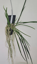 Load image into Gallery viewer, Brassavola cucullata
