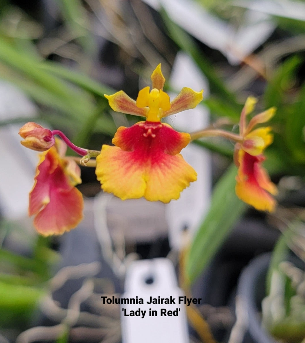 Tolumnia Jairak Flyer 'Lady in Red'