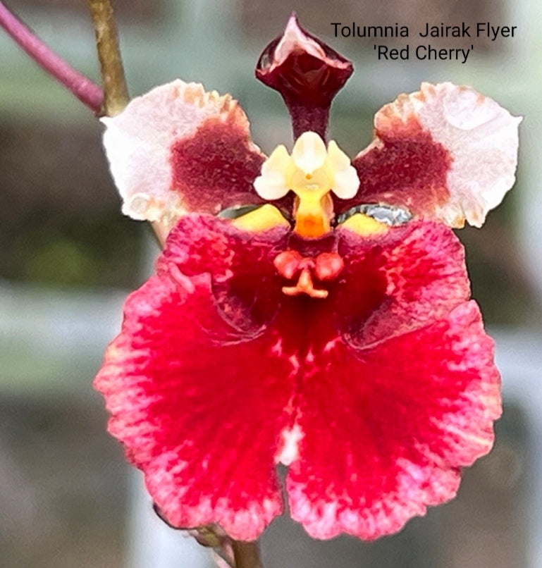 Tolumnia Jairak Flyer 'Red Cherry'