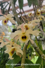 Load image into Gallery viewer, Dendrobium signatum x friedericksianum
