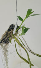 Load image into Gallery viewer, Dendrobium signatum x friedericksianum
