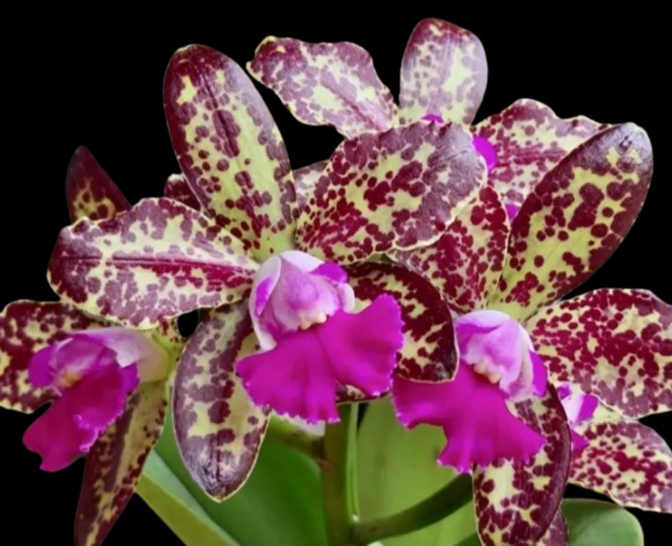 Rlc. Yuan Dung Python 'Happy Rui'