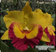 Load image into Gallery viewer, Rlc.Chomthong Delight &#39;Smile Lip&#39;
