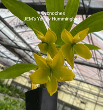Load image into Gallery viewer, Cycnoches JEM&#39;s Yellow Hummingbirds
