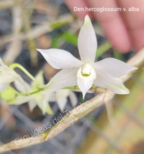 Cargar imagen en el visor de la galería, Dendrobium hercoglossum variedad alba
