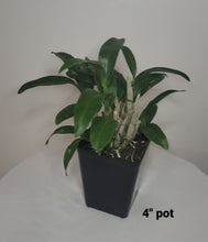 Load image into Gallery viewer, Dendrobium amethystoglossum
